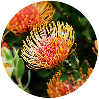 Leucospermum