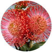 Leucospermum Cordifolium