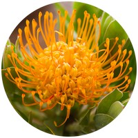Leucospermum Cordifolium