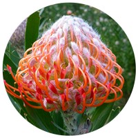 Leucospermum Glabrum