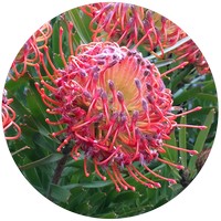 Leucospermum Lineare