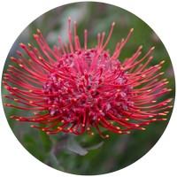 Leucospermum Reflexum