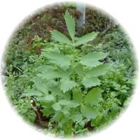 Lovage - Levisticum Officinale