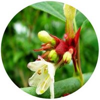 Leycesteria Formosa