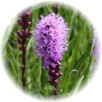 Liatris Spicata