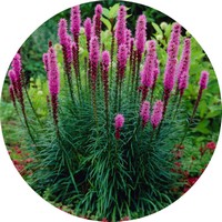 Liatris Spicata
