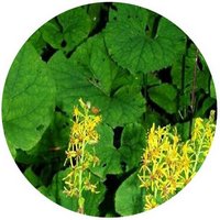Ligularia