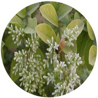 Ligustrum