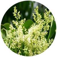 Ligustrum
