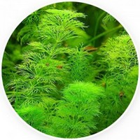 Limnophila Aromatica