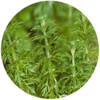 Limnophila Sessiliflora