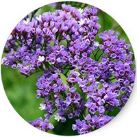 Limonium Sinuatum