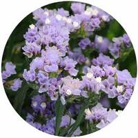 Limonium Sinuatum