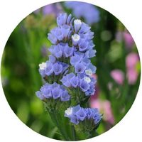 Limonium Sinuatum