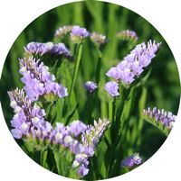 Limonium Sinuatum - Statice