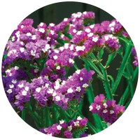 Limonium Bicolor
