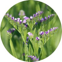 Limonium Gmelinii