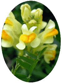 Linaria Vulgaris