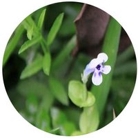 Lindernia Nummularifolia