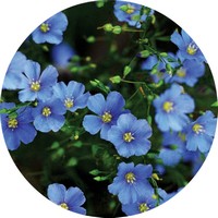 Linaza - Linum Usitatissimum