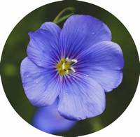 Linum Usitatissimum