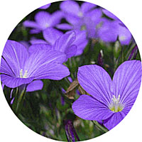 Linum - Flax Flower