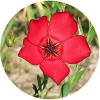 Linum - Flax Flower