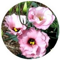 Eustoma Grandiflorum - Lisianthus
