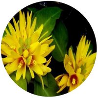 Lysimachia Alfredii - Lysimachiae Herba