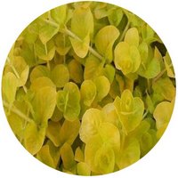 Lisimaquia - Lysimachia Nummularia