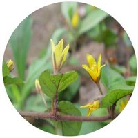 Lisimaquia - Lysimachia Patungensis