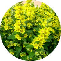 Lysimachia Punctata