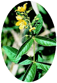 Lysimachia Vulgaris