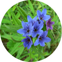 Lithospermum Zollingeri