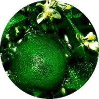 Litsea Cubeba - May Chang