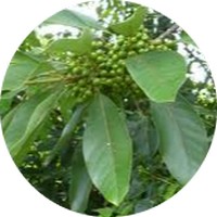 Litsea Cubeba - May Chang