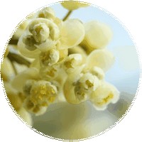 Litsea Cubeba - May Chang