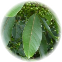Litsea Glutinosa-Laurel de la India