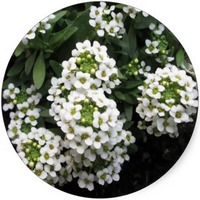 Lobularia