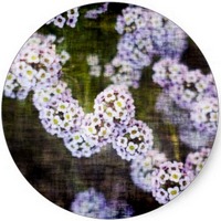 Lobularia