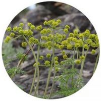 Lomatium Dissectum