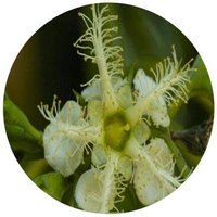 Lophostemon Confertus