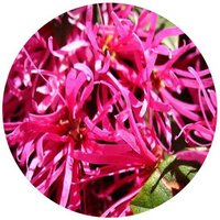 Loropetalum Chinense