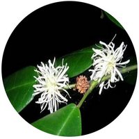 Loropetalum Subcordatum