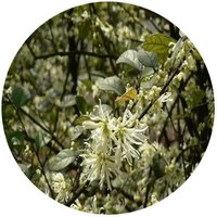 Loropetalum Subcordatum