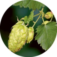 Lupulo: Humulus Lupulus