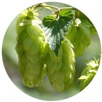 Lupulo: Humulus Lupulus - Hops