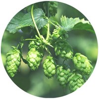 Lupulo: Humulus Lupulus - Houblon