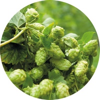 Lupulo: Humulus Lupulus - Hops