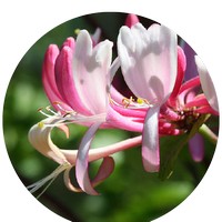 Madreselva- Honeysuckle